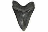 Serrated, Fossil Megalodon Tooth - Foot Shark! #202680-2